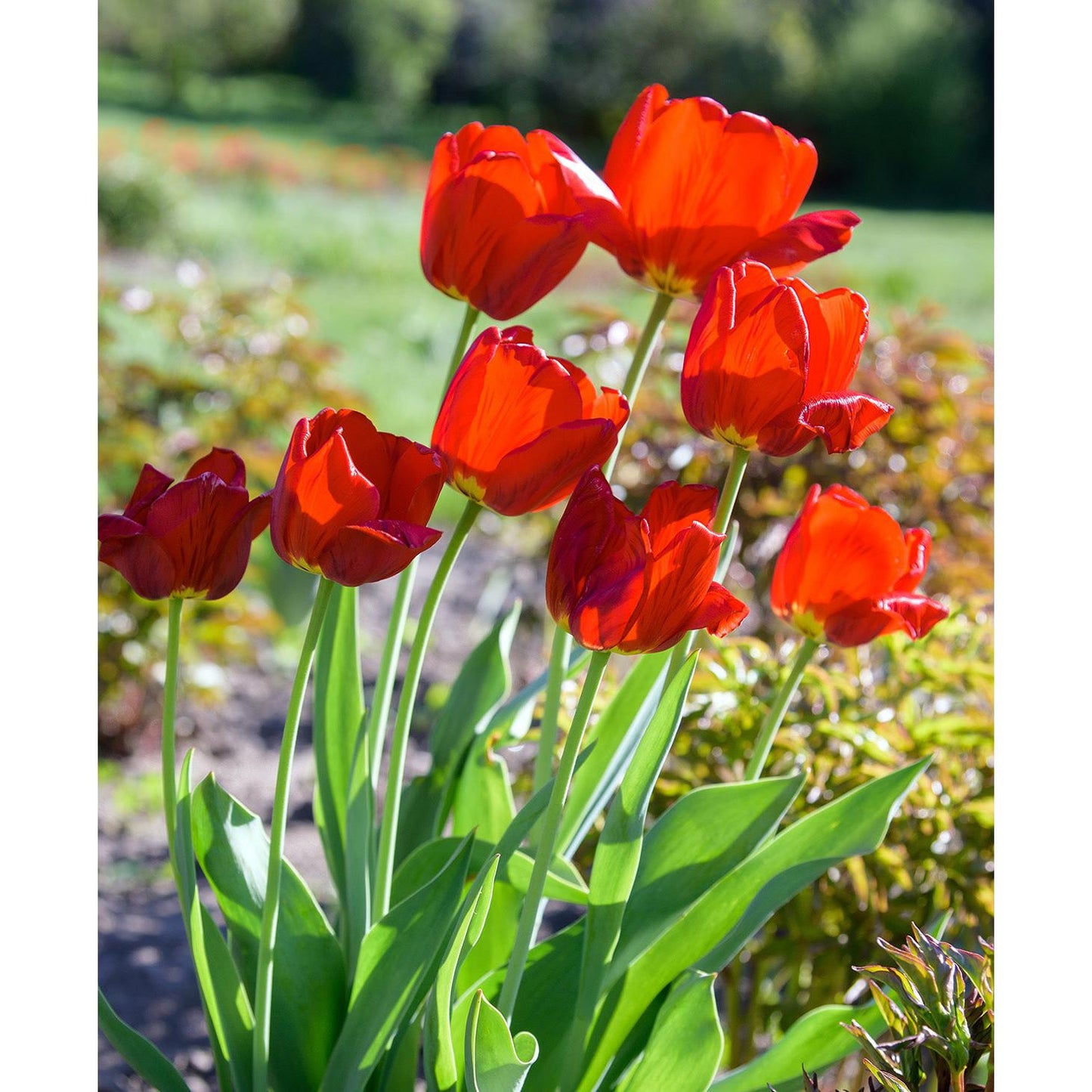 Oxford Darwin Hybrid Tulip - 10 bulbs
