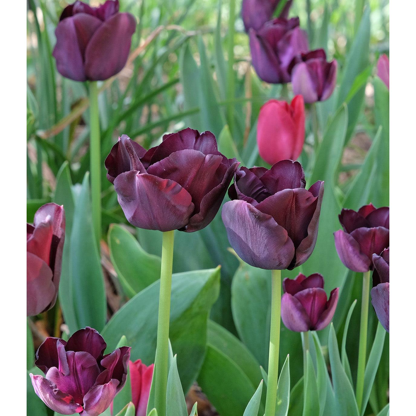 Paul Scherer Triumph Tulip - 10 bulbs