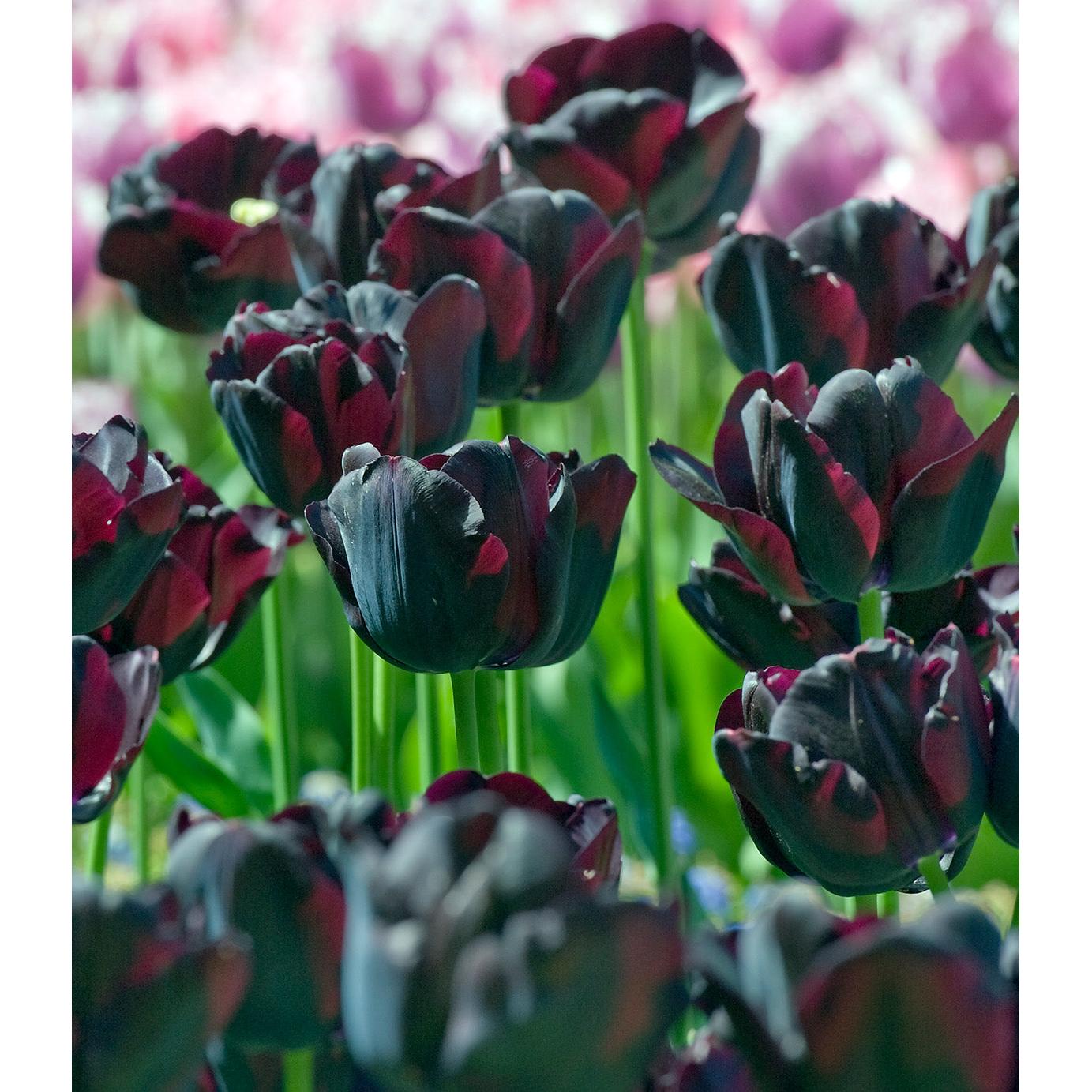 Paul Scherer Triumph Tulip - 10 bulbs