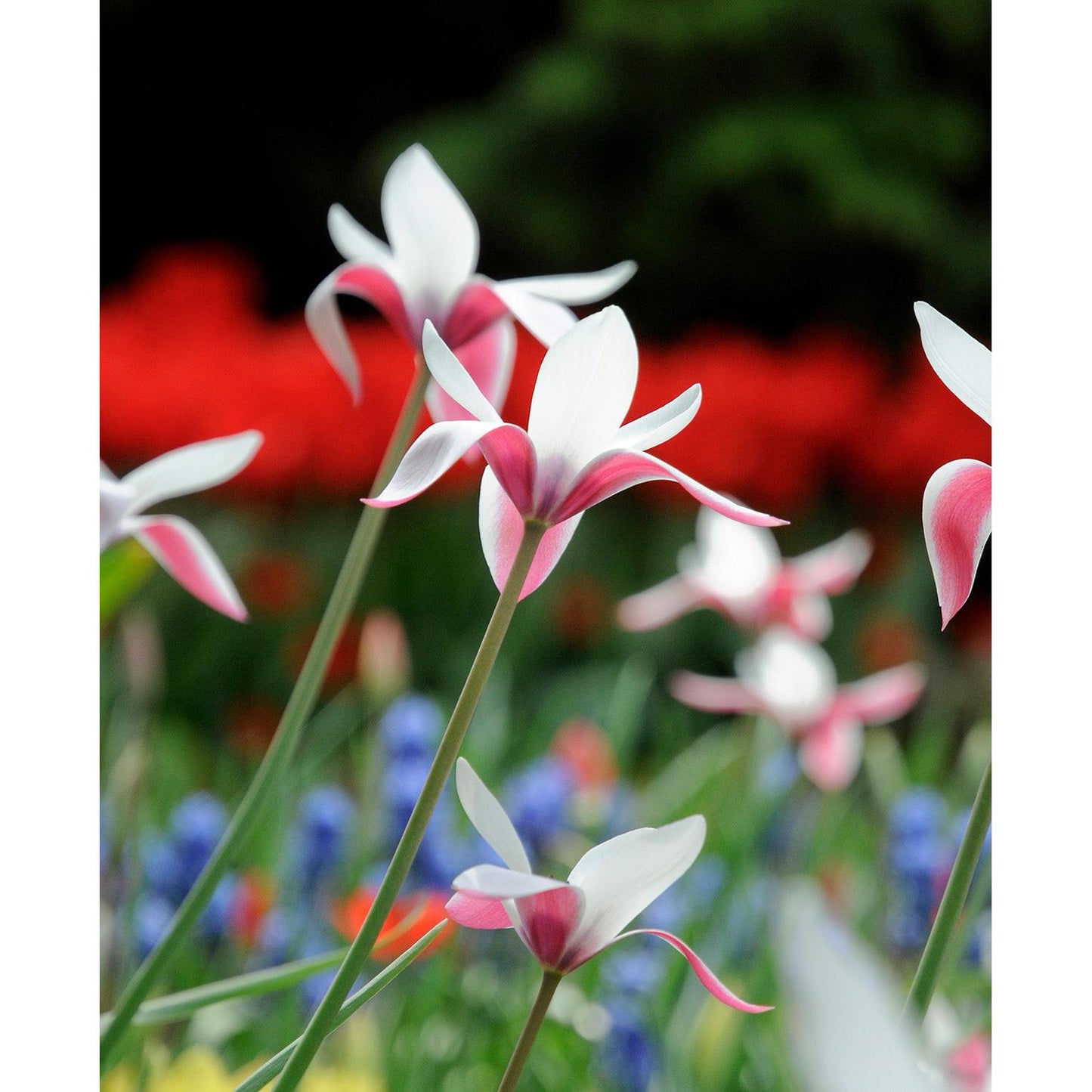 Peppermintstick Species Tulip - 10 bulbs