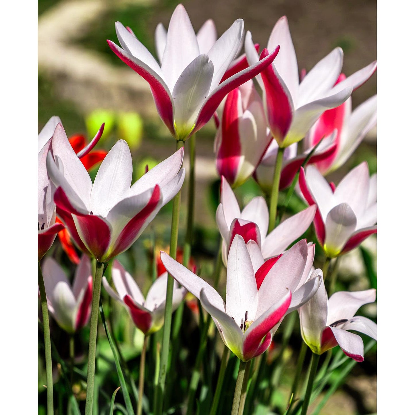 Peppermintstick Species Tulip - 10 bulbs