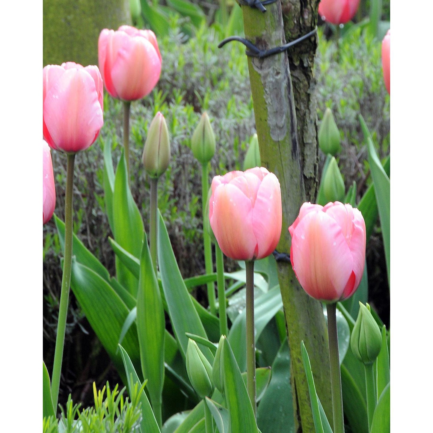 Pink Impression Darwin Hybrid Tulip - 10 bulbs