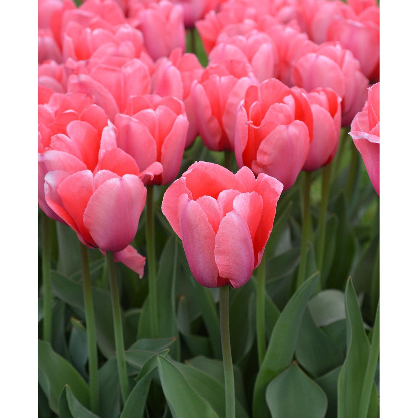Pink Impression Darwin Hybrid Tulip - 10 bulbs
