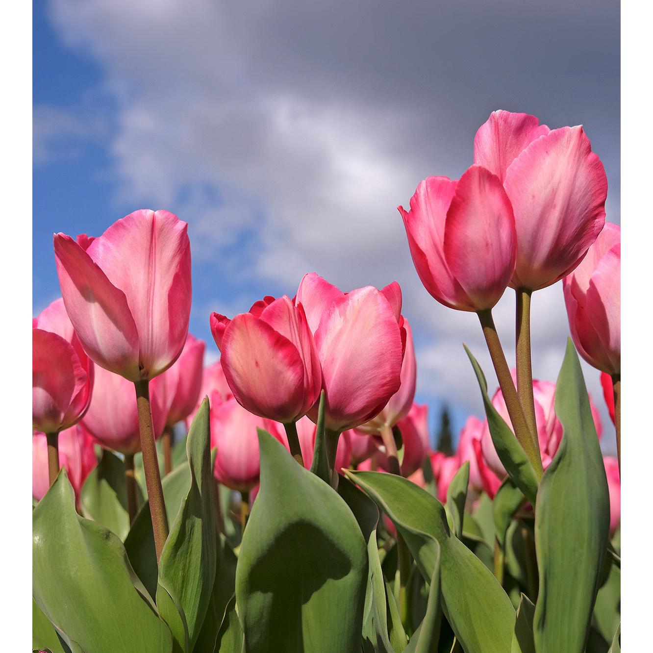 Pink Sound Darwin Hybrid Tulip - 10 bulbs