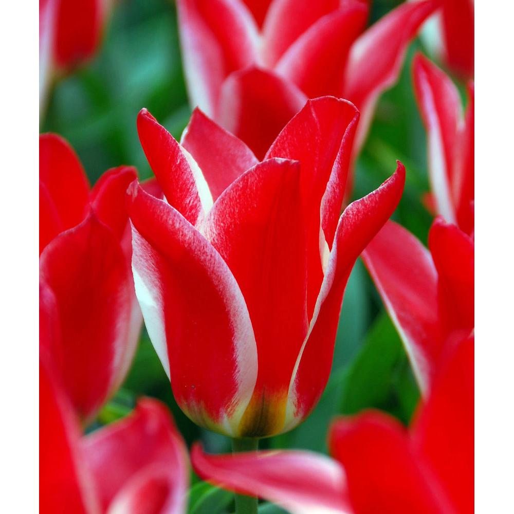 Pinocchio Greigii Tulip - 10 bulbs