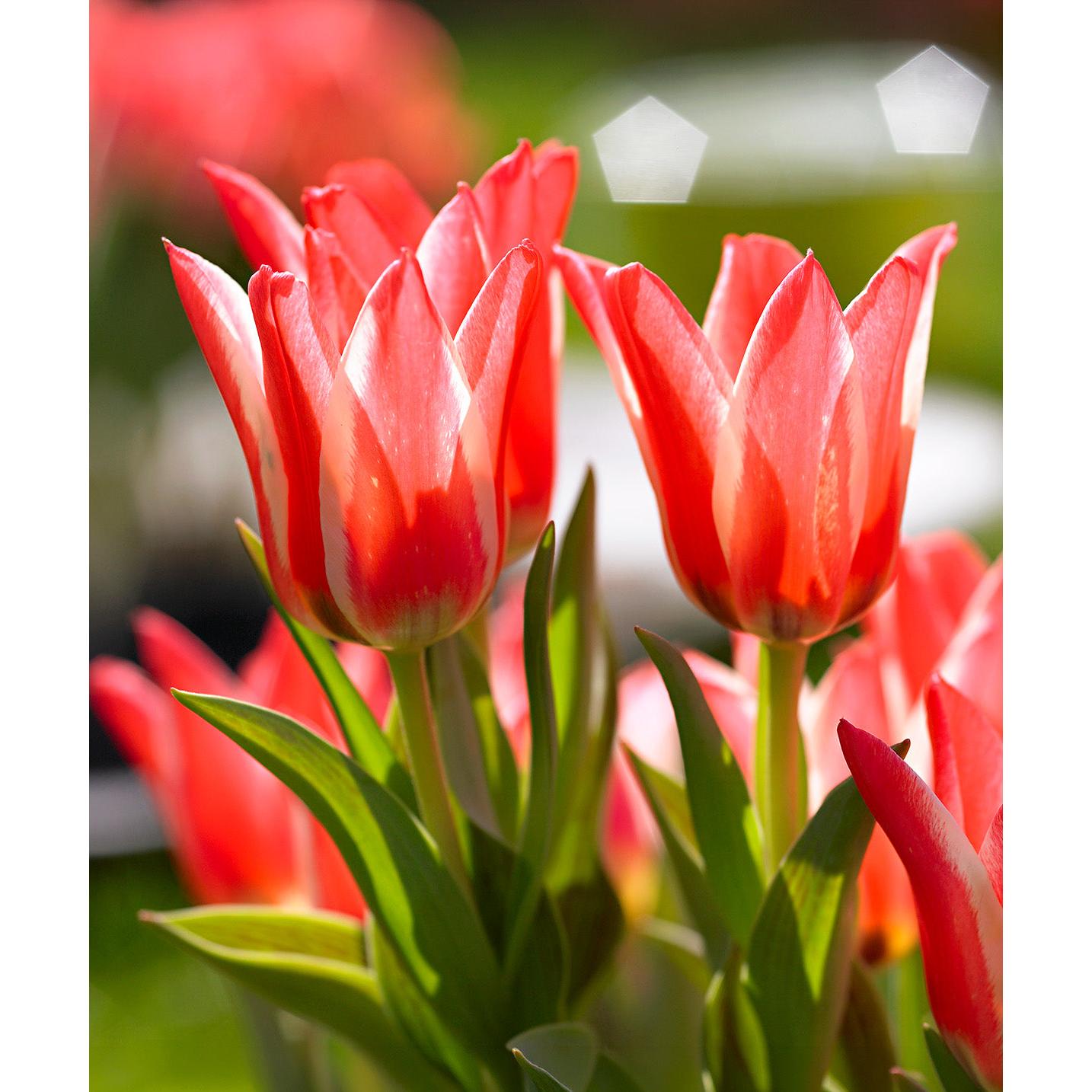 Pinocchio Greigii Tulip - 10 bulbs