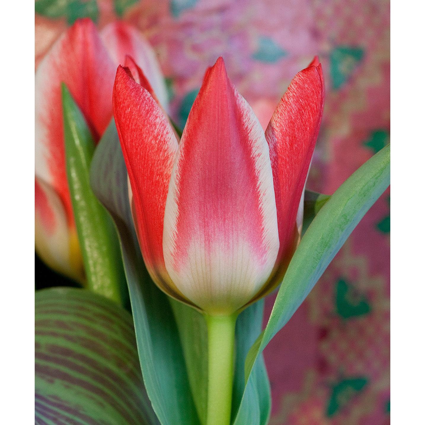 Pinocchio Greigii Tulip - 10 bulbs