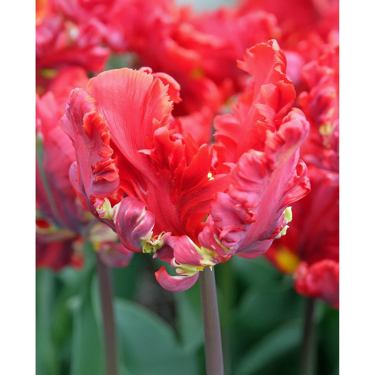 Rococo Parrot Tulip - 10 bulbs