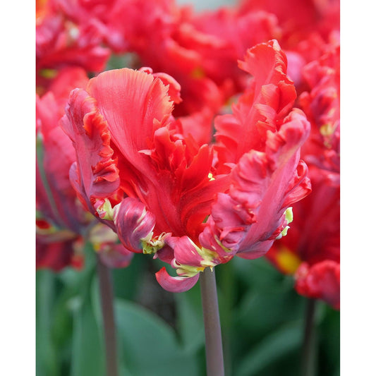 Rococo Parrot Tulip - 10 bulbs