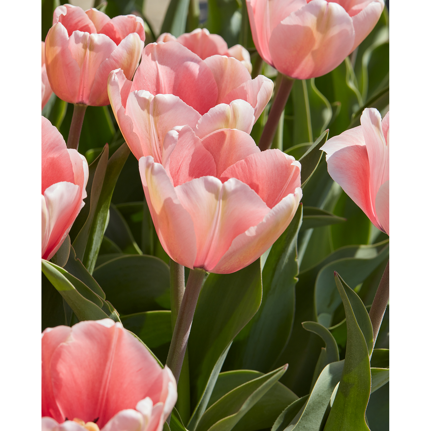 Salmon Impression Darwin Hybrid Tulip - 10 bulbs