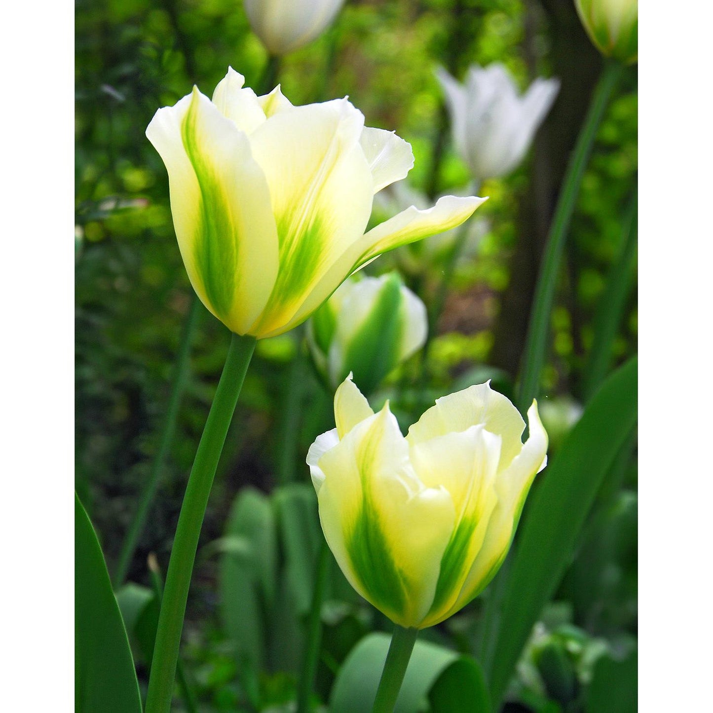 Spring Green Viridiflora Tulip - 10 bulbs