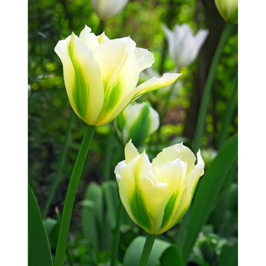 Spring Green Viridiflora Tulip - 10 bulbs