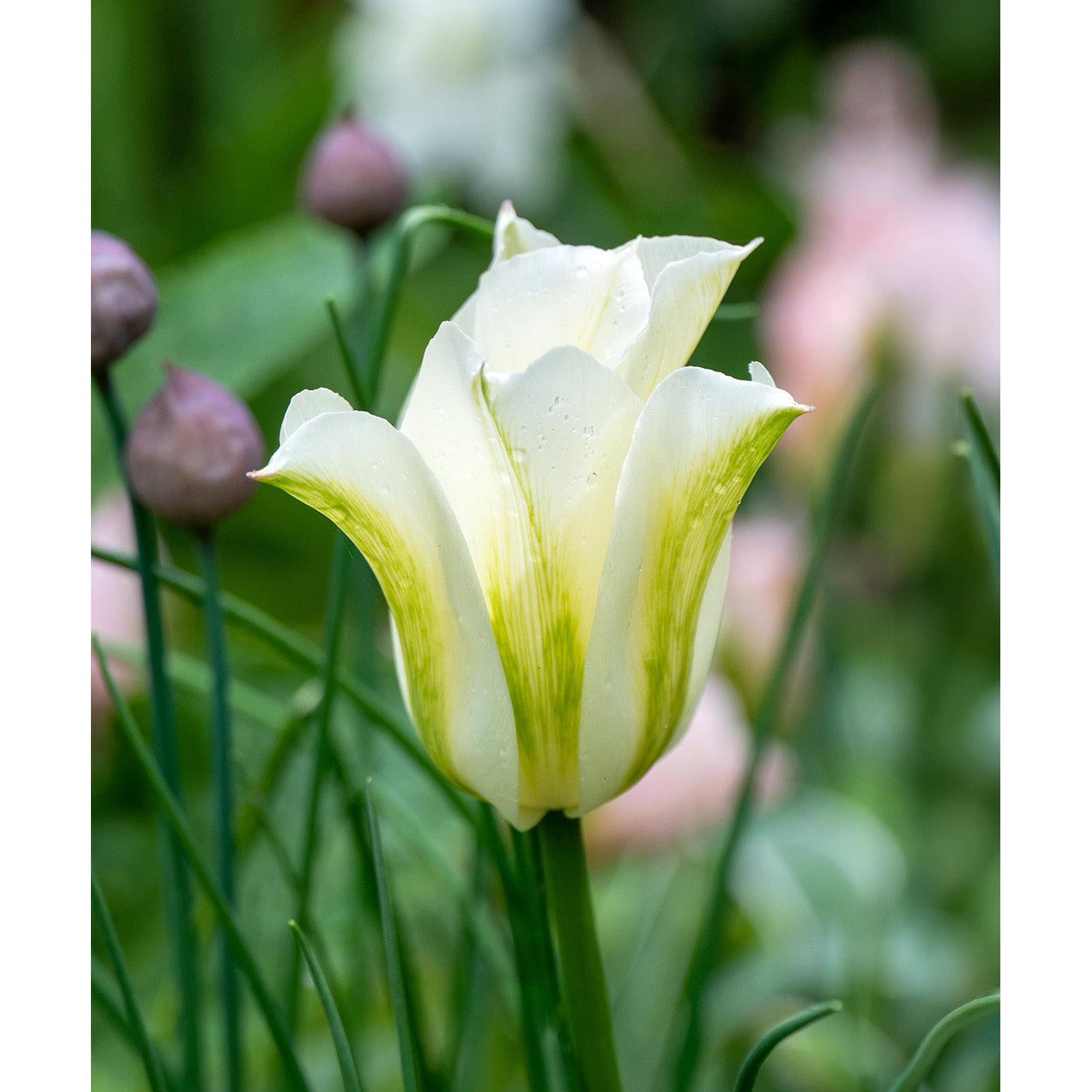 Spring Green Viridiflora Tulip - 10 bulbs