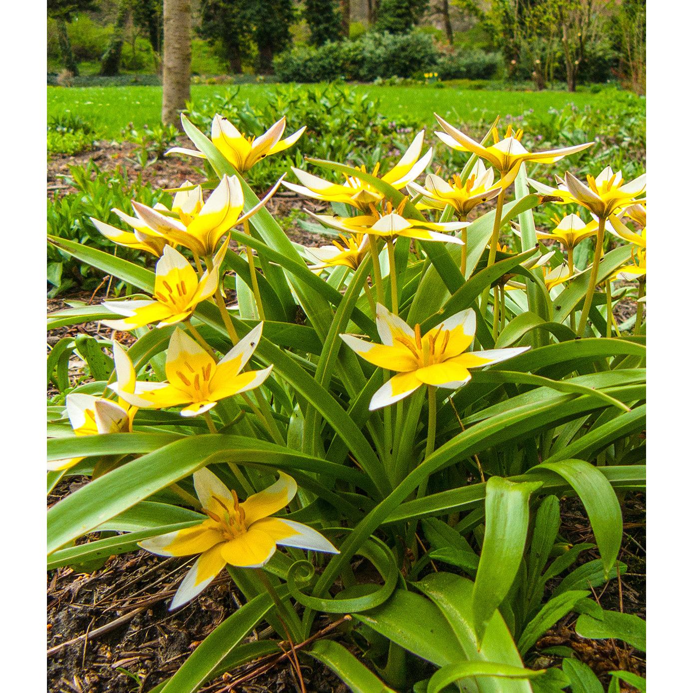Tarda Species Tulip - 10 bulbs