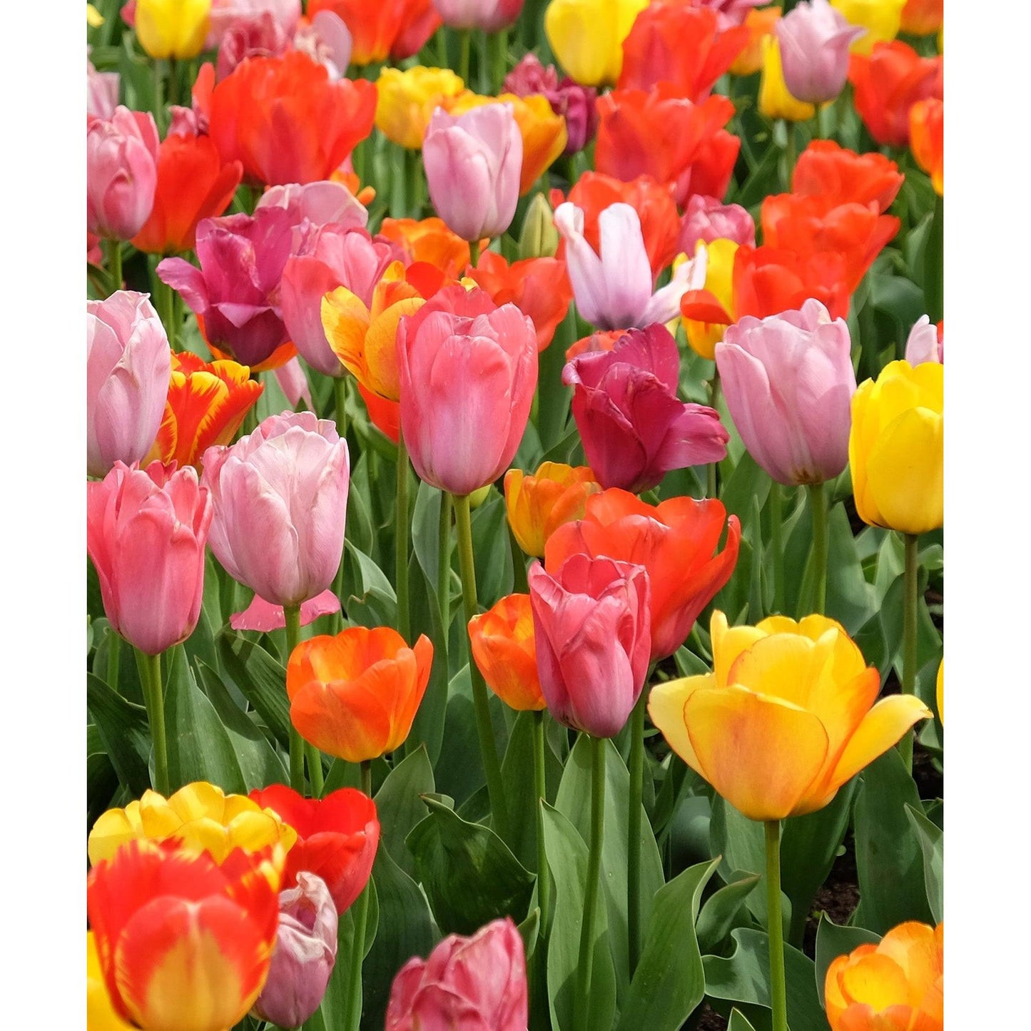 Mixed Triumph Tulips - 30 bulbs