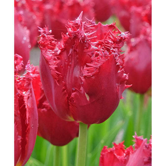 Versaci Fringed Tulip - 10 bulbs
