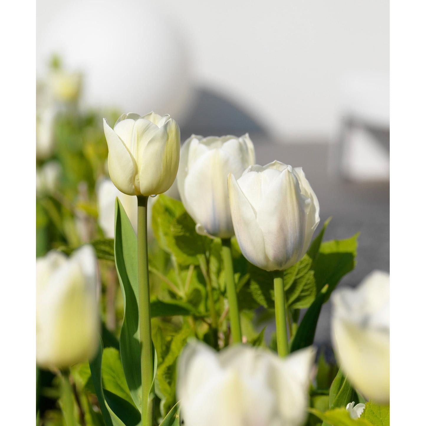 White Marvel Single Early Tulip - 10 bulbs