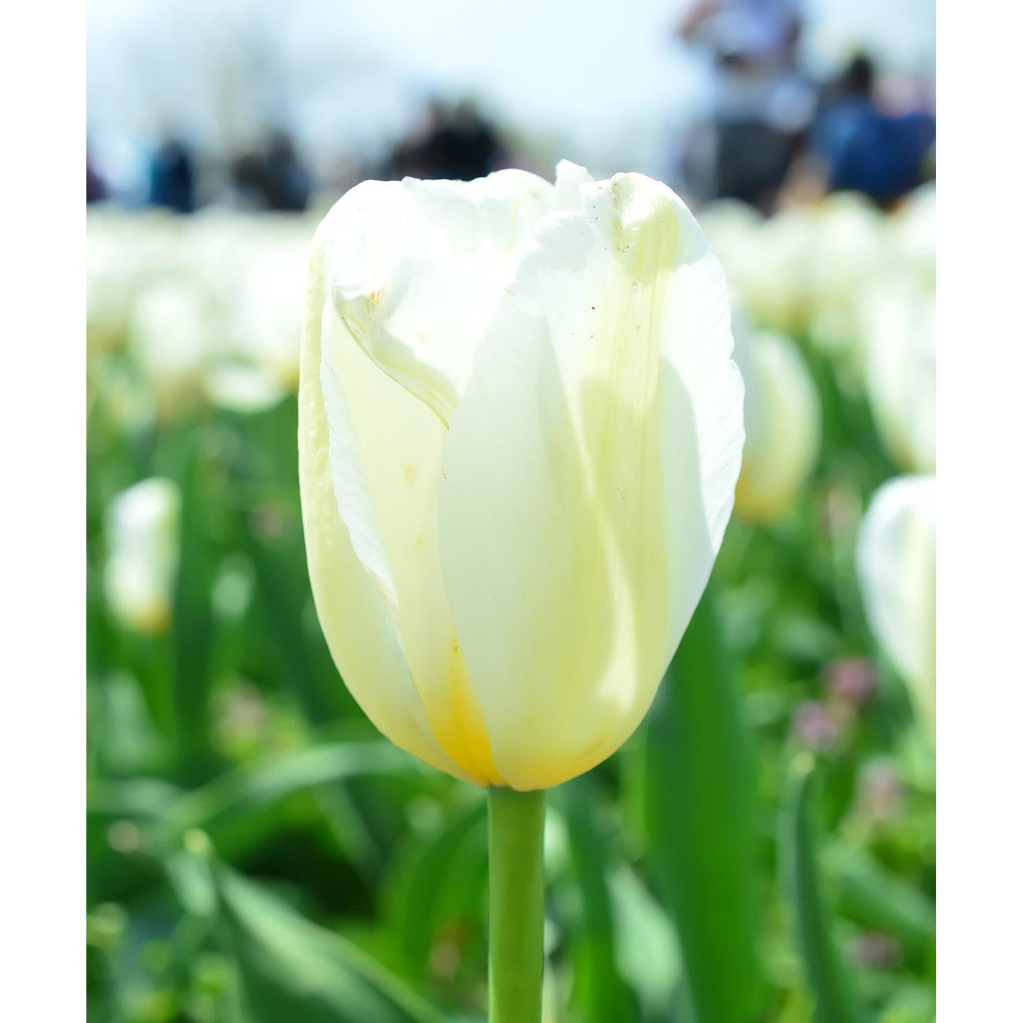 White Marvel Single Early Tulip - 10 bulbs