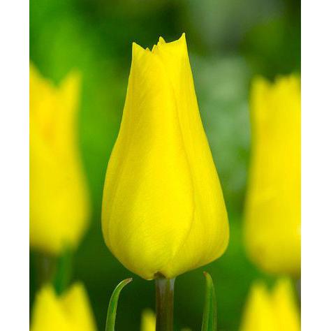 Yokohama Triumph Tulip - 10 bulbs