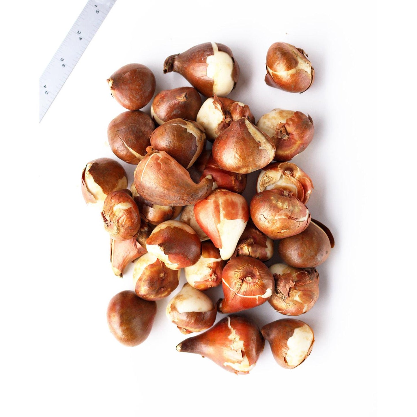 Mixed Double Late Tulips - 30 bulbs