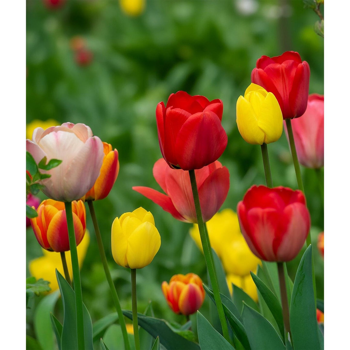 Mixed Darwin Hybrid Tulips - 30 bulbs