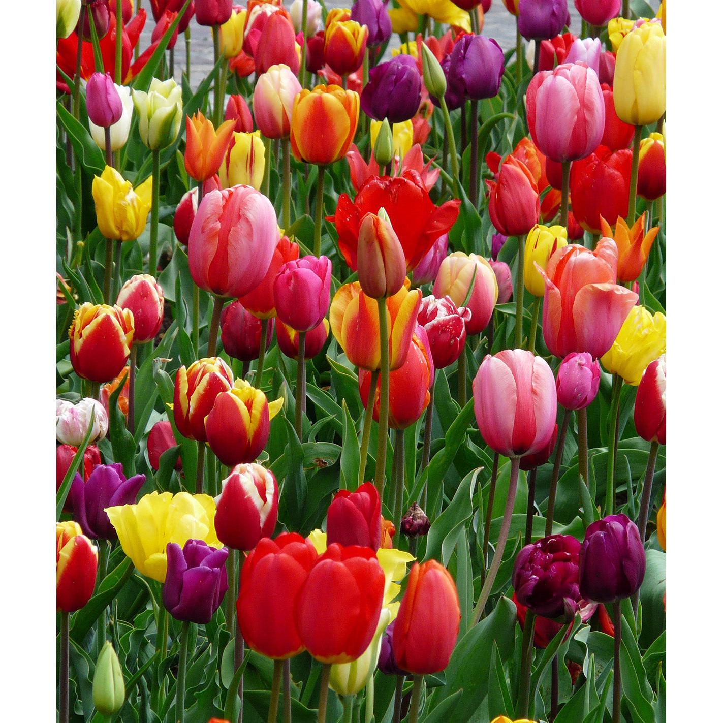 Mixed Tulips - 30 bulbs