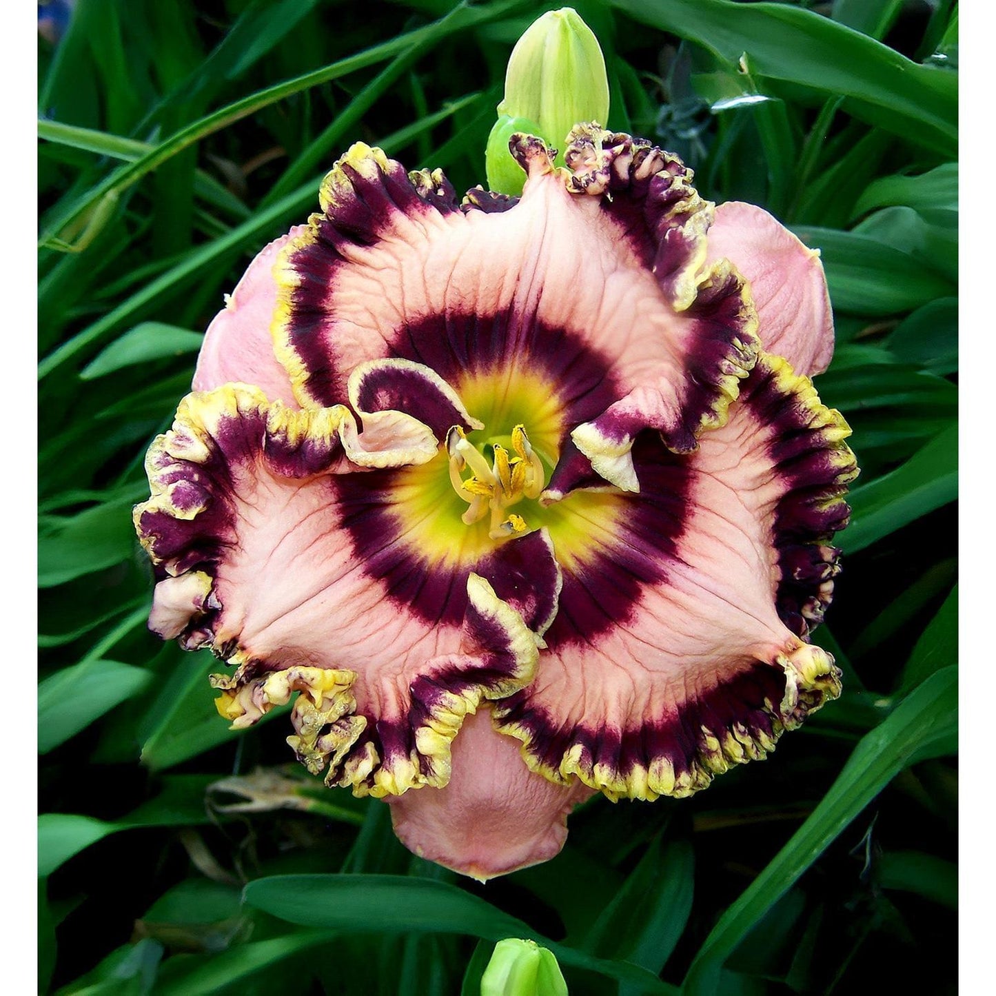 Vegas Jackpot Reblooming Daylily - 1 Single Fan Division
