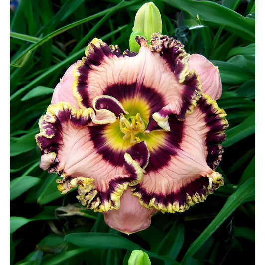 Vegas Jackpot Reblooming Daylily - 1 Single Fan Division