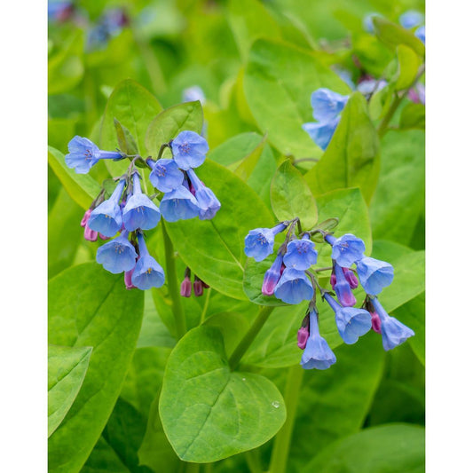 Virginia Bluebells - 5 Root Divisions