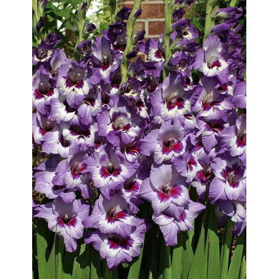 Vista Gladiolus - 5 bulbs