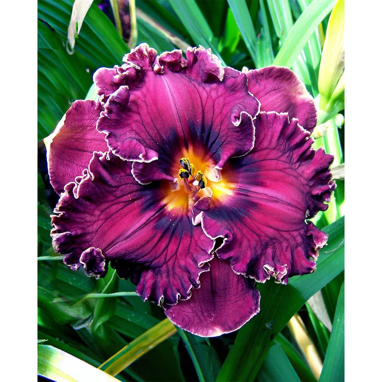 Voyager Daylily - 1 Single Fan Division