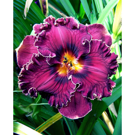 Voyager Daylily - 1 Single Fan Division