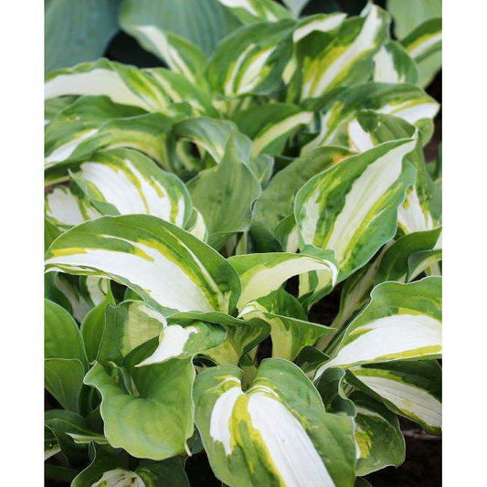 Vulcan Standard Hosta - 3 root divisions