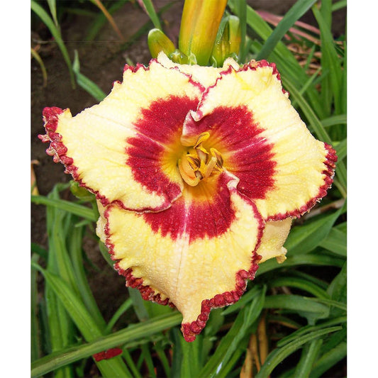 Whirling Rainbows Daylily - 1 Single Fan Division