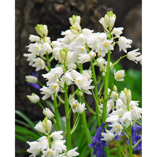 White City Spanish Bluebells - 25 bulbs