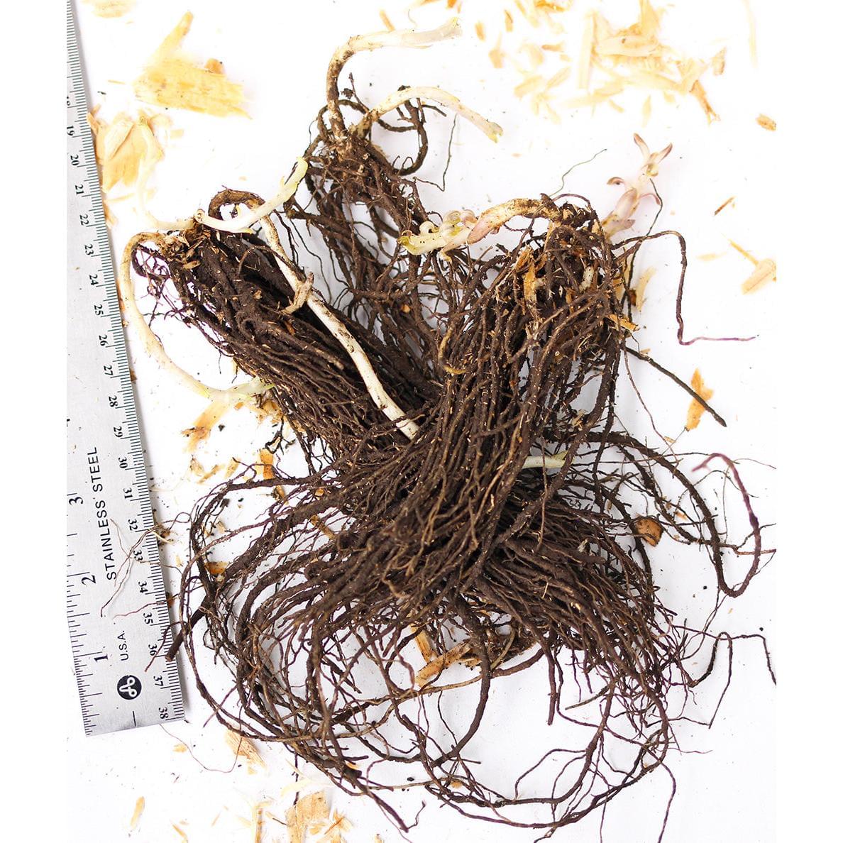 White Flame Compact Phlox - 3 root divisions