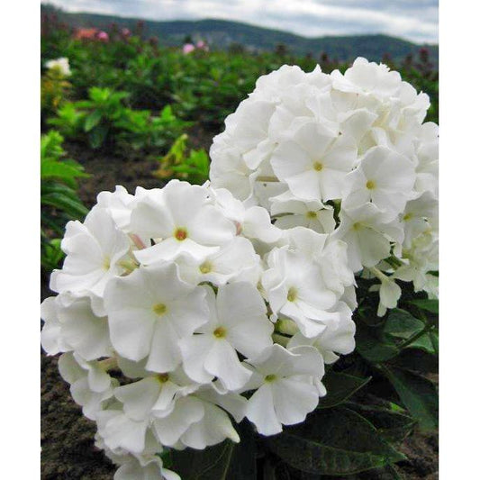 White Flame Compact Phlox - 3 root divisions