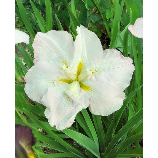 White Ladies Japanese Iris - 3 root divisions