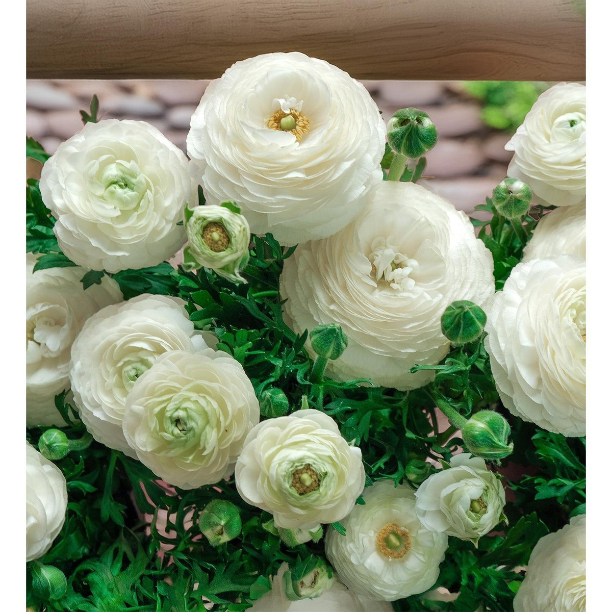 White Ranunculus - 10 bulbs