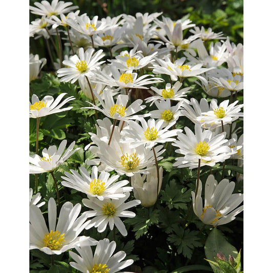 White Splendor Anemone blanda - 25 bulbs