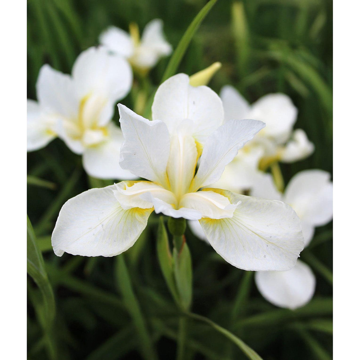 White Swirl Siberian Iris - 3 root divisions