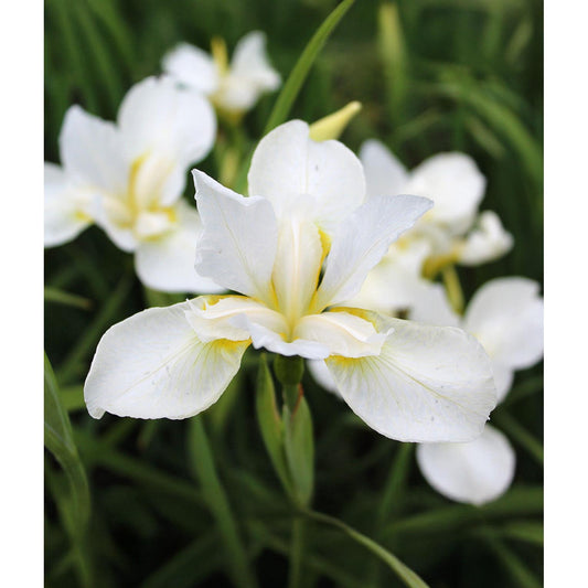 White Swirl Siberian Iris - 3 root divisions