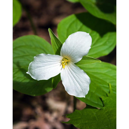 White Trillium (Wood Lily) - 5 Root Divisions