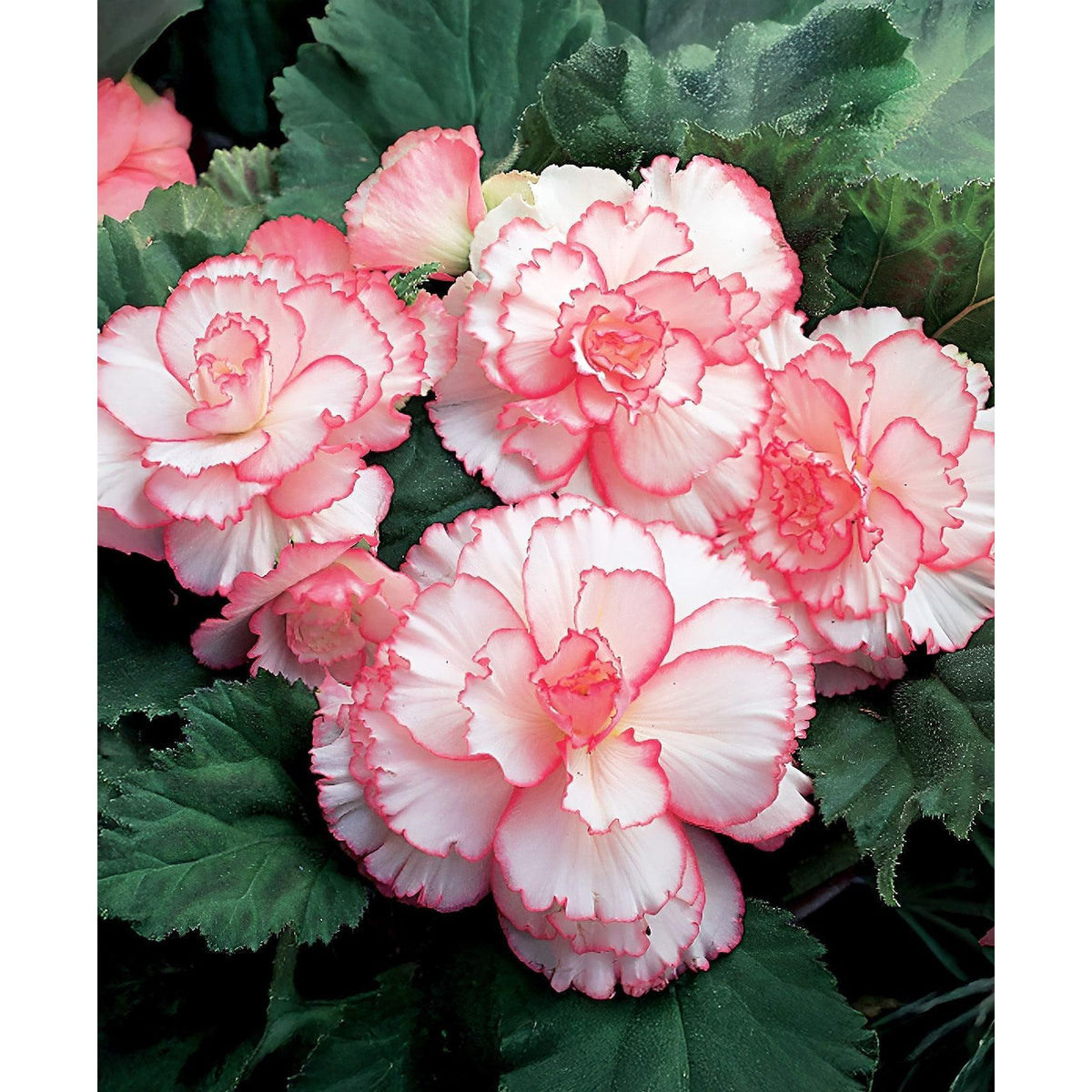 White and Red Picotee Begonia - 3 tubers