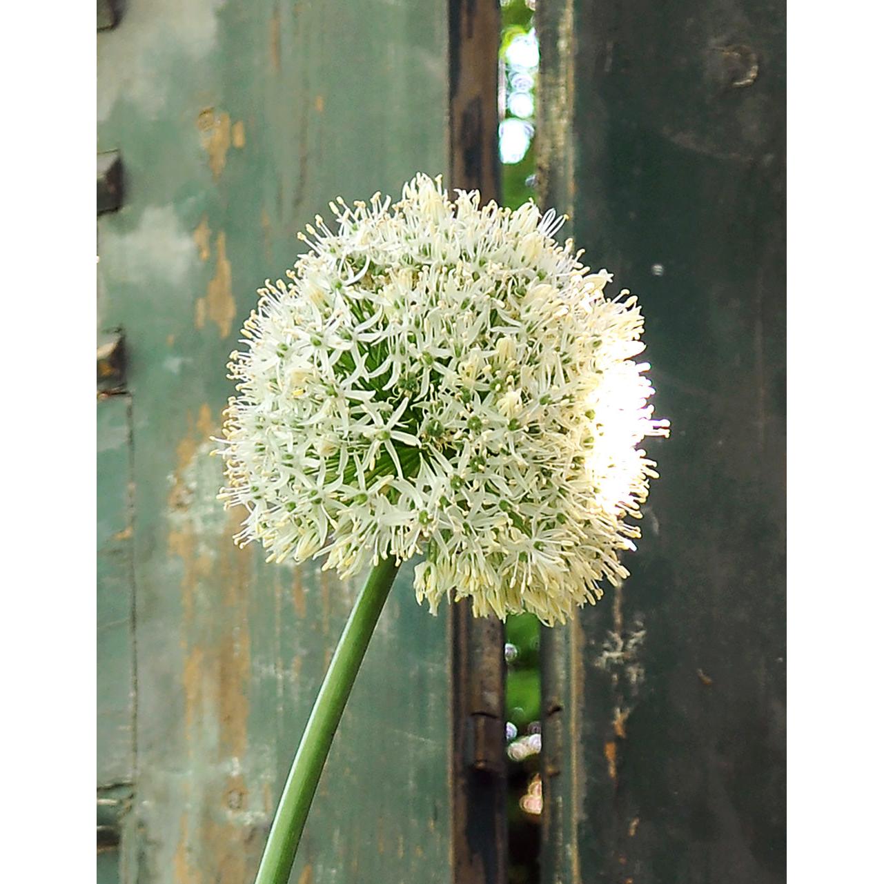 White Giant Allium - 3 bulbs