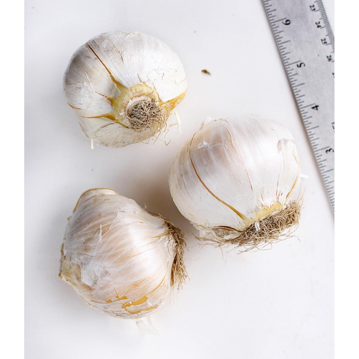 White Giant Allium - 3 bulbs