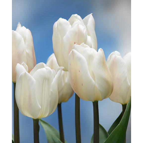 White Marvel Single Early Tulip - 10 bulbs