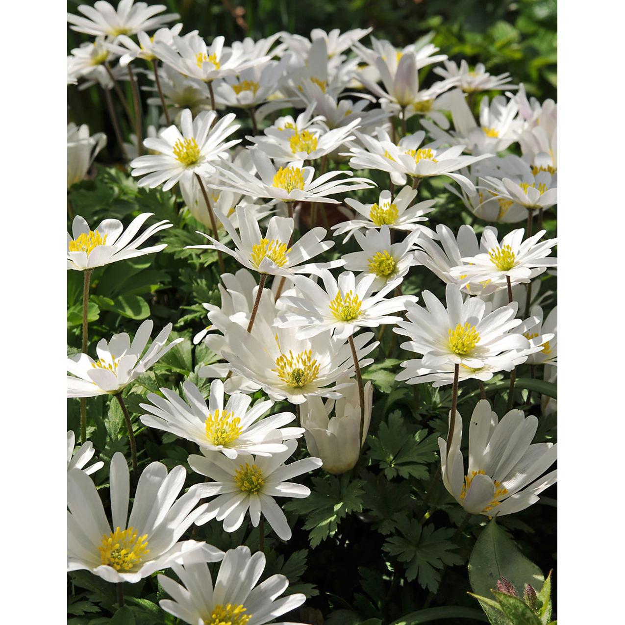 White Splendor Anemone blanda - 25 bulbs