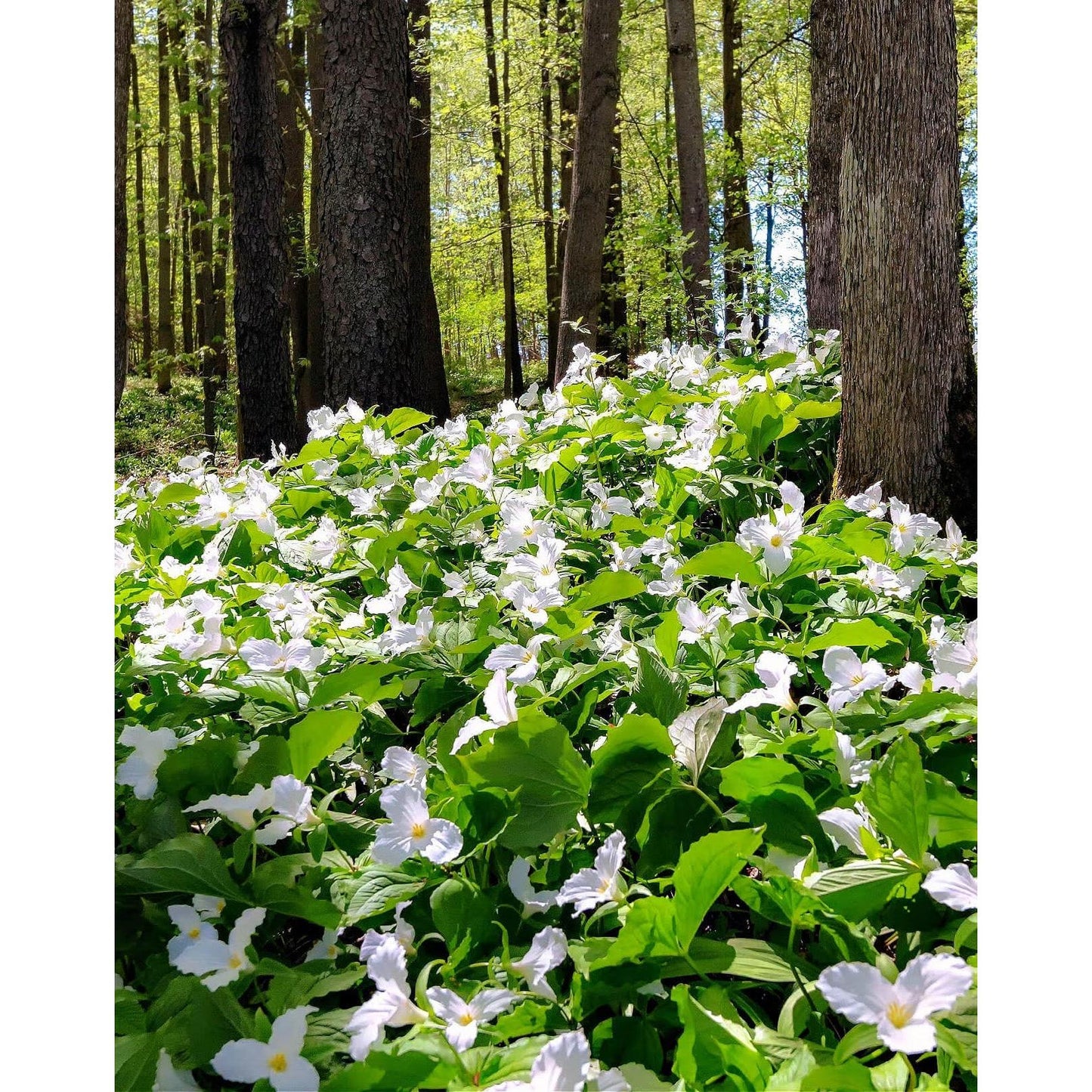White Trillium (Wood Lily) - 5 Root Divisions