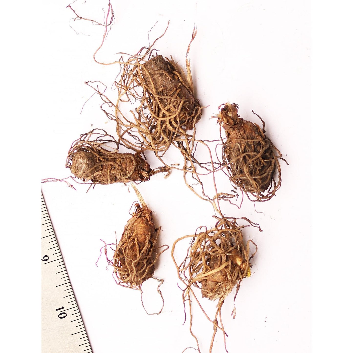 White Trillium (Wood Lily) - 5 Root Divisions